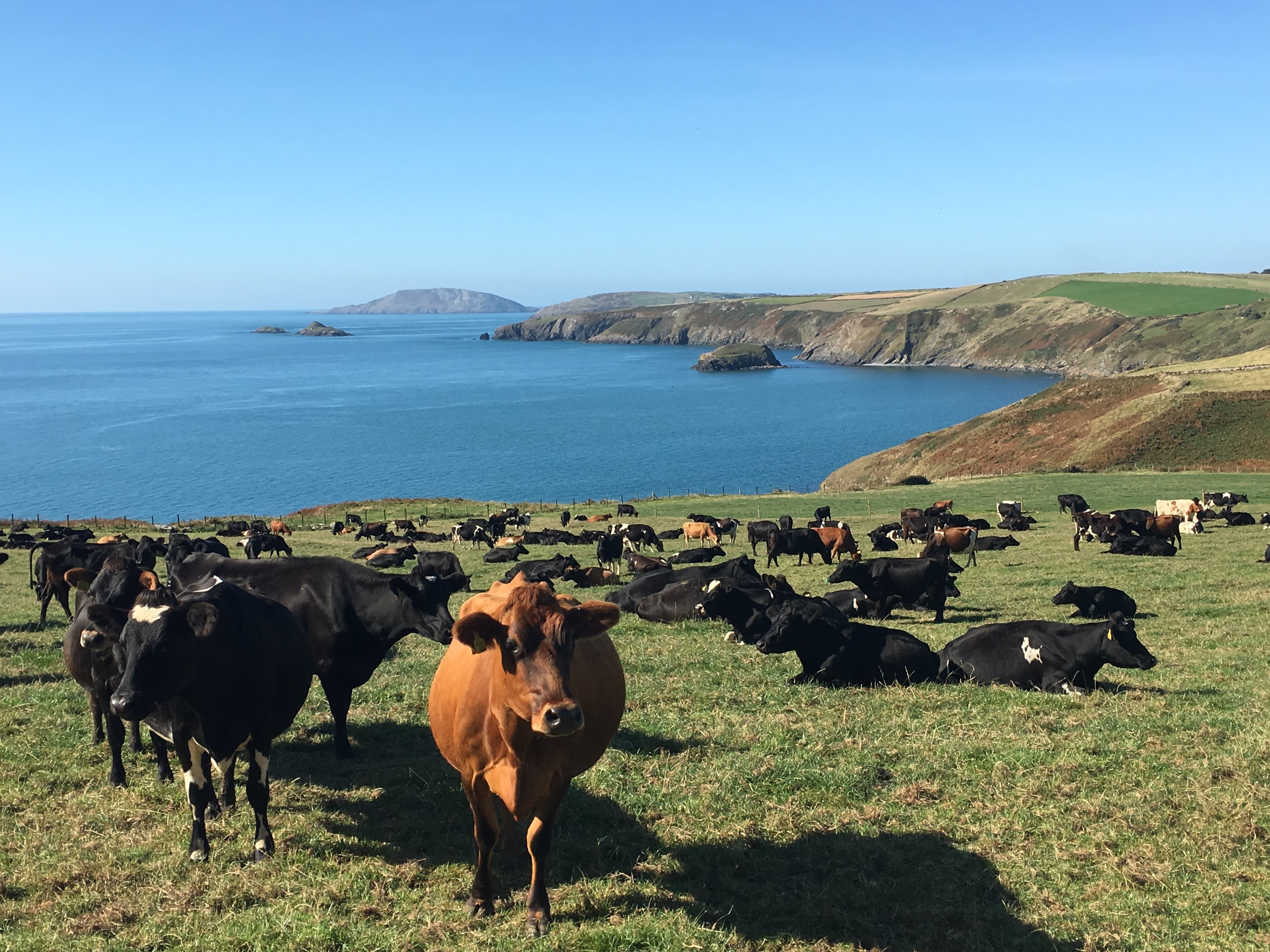 Vaches au bord de la mer