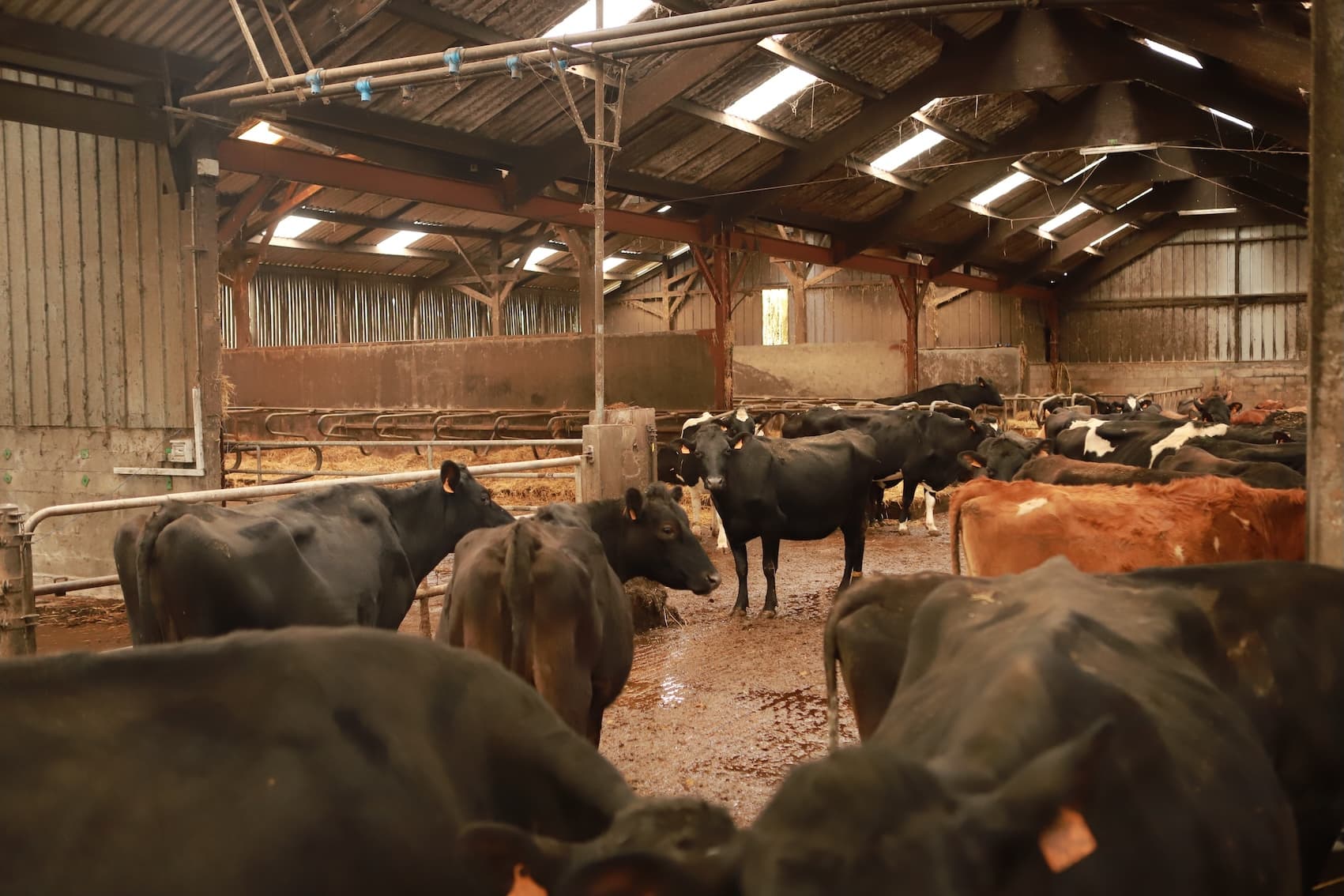 Vaches au bâtiment