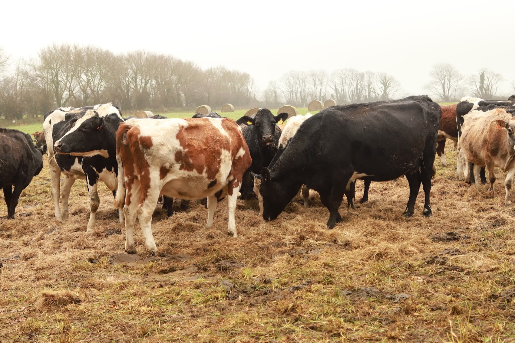 Vaches au balegrazing