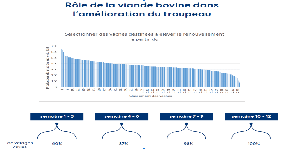 Rôle de la viande bovine dans l'amélioration du troupeau